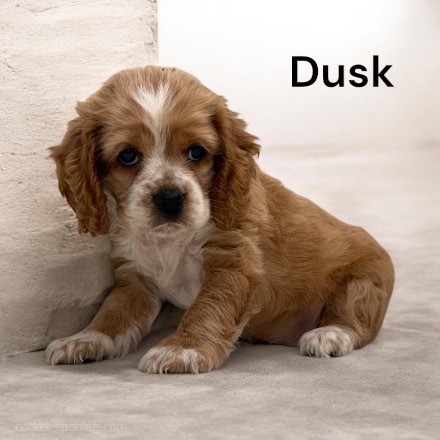 puppy, for, sale, Cocker Spaniel, Joe & Cherri  Overlease, dog, breeder, Miller, MO, dog-breeder, puppy-for-sale, forsale, nearby, find, puppyfind, locator, puppylocator, aca